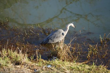 Gri balıkçıl, Ardea cinerea, Şubat ayında Wuhle Nehri 'nde avlanıyor. Ardea cinerea balıkçılgiller (Ardeidae) familyasından yırtıcı bir kuş türü. Berlin, Almanya, Avrupa. 