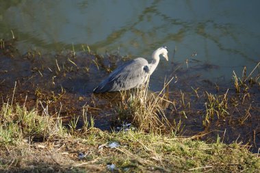 Gri balıkçıl, Ardea cinerea, Şubat ayında Wuhle Nehri 'nde avlanıyor. Ardea cinerea balıkçılgiller (Ardeidae) familyasından yırtıcı bir kuş türü. Berlin, Almanya, Avrupa. 
