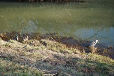 Gri balıkçıl, Ardea cinerea, dişi ve erkek yaban ördekleri, Anas platyrhynchos, Şubat ayında Wuhle Nehri 'nde yaşar. Gri balıkçıl, Ardea cinerea, uzun bacaklı yırtıcı bir kuştur. Berlin, Almanya, Avrupa. 