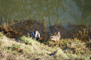 Şubat ayında Wuhle Nehri kıyısında dişi ve erkek yaban ördekleri bulunur. Yaban ördeği (