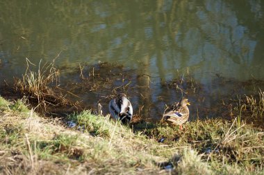 Şubat ayında Wuhle Nehri kıyısında dişi ve erkek yaban ördekleri bulunur. Yaban ördeği (