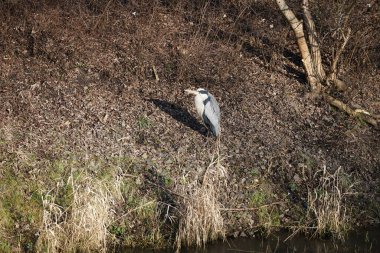 Şubat ayında Wuhle Nehri kıyısına tünemiş gri balıkçıl Ardea cinerea. Ardea cinerea balıkçılgiller (Ardeidae) familyasından yırtıcı bir kuş türü. Berlin, Almanya, Avrupa. 