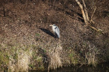 Şubat ayında Wuhle Nehri kıyısına tünemiş gri balıkçıl Ardea cinerea. Ardea cinerea balıkçılgiller (Ardeidae) familyasından yırtıcı bir kuş türü. Berlin, Almanya, Avrupa. 