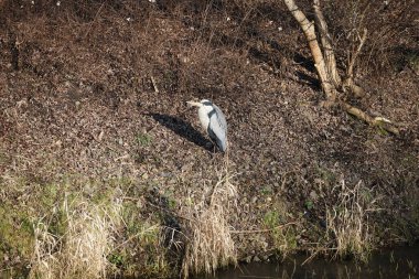 Şubat ayında Wuhle Nehri kıyısına tünemiş gri balıkçıl Ardea cinerea. Ardea cinerea balıkçılgiller (Ardeidae) familyasından yırtıcı bir kuş türü. Berlin, Almanya, Avrupa. 