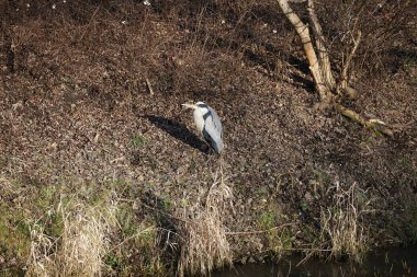 Şubat ayında Wuhle Nehri kıyısına tünemiş gri balıkçıl Ardea cinerea. Ardea cinerea balıkçılgiller (Ardeidae) familyasından yırtıcı bir kuş türü. Berlin, Almanya, Avrupa. 
