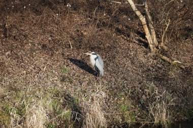 Şubat ayında Wuhle Nehri kıyısına tünemiş gri balıkçıl Ardea cinerea. Ardea cinerea balıkçılgiller (Ardeidae) familyasından yırtıcı bir kuş türü. Berlin, Almanya, Avrupa. 