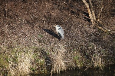 Şubat ayında Wuhle Nehri kıyısına tünemiş gri balıkçıl Ardea cinerea. Ardea cinerea balıkçılgiller (Ardeidae) familyasından yırtıcı bir kuş türü. Berlin, Almanya, Avrupa. 