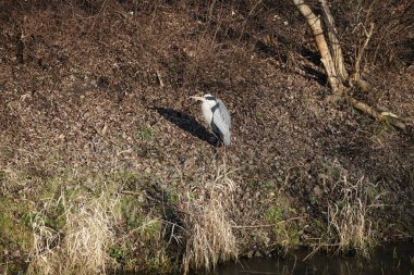Şubat ayında Wuhle Nehri kıyısına tünemiş gri balıkçıl Ardea cinerea. Ardea cinerea balıkçılgiller (Ardeidae) familyasından yırtıcı bir kuş türü. Berlin, Almanya, Avrupa. 