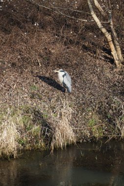 Şubat ayında Wuhle Nehri kıyısına tünemiş gri balıkçıl Ardea cinerea. Ardea cinerea balıkçılgiller (Ardeidae) familyasından yırtıcı bir kuş türü. Berlin, Almanya, Avrupa. 