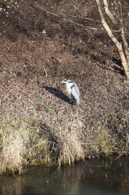Şubat ayında Wuhle Nehri kıyısına tünemiş gri balıkçıl Ardea cinerea. Ardea cinerea balıkçılgiller (Ardeidae) familyasından yırtıcı bir kuş türü. Berlin, Almanya, Avrupa. 