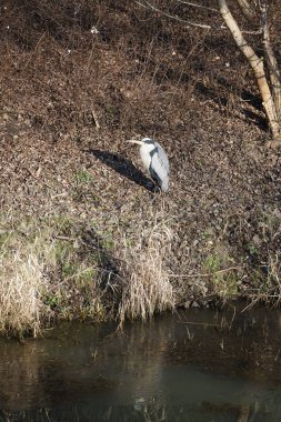 Şubat ayında Wuhle Nehri kıyısına tünemiş gri balıkçıl Ardea cinerea. Ardea cinerea balıkçılgiller (Ardeidae) familyasından yırtıcı bir kuş türü. Berlin, Almanya, Avrupa. 