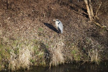 Şubat ayında Wuhle Nehri kıyısına tünemiş gri balıkçıl Ardea cinerea. Ardea cinerea balıkçılgiller (Ardeidae) familyasından yırtıcı bir kuş türü. Berlin, Almanya, Avrupa. 