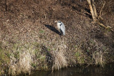 Şubat ayında Wuhle Nehri kıyısına tünemiş gri balıkçıl Ardea cinerea. Ardea cinerea balıkçılgiller (Ardeidae) familyasından yırtıcı bir kuş türü. Berlin, Almanya, Avrupa. 