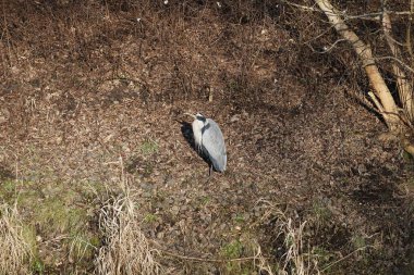 Şubat ayında Wuhle Nehri kıyısına tünemiş gri balıkçıl Ardea cinerea. Ardea cinerea balıkçılgiller (Ardeidae) familyasından yırtıcı bir kuş türü. Berlin, Almanya, Avrupa. 