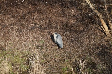 Şubat ayında Wuhle Nehri kıyısına tünemiş gri balıkçıl Ardea cinerea. Ardea cinerea balıkçılgiller (Ardeidae) familyasından yırtıcı bir kuş türü. Berlin, Almanya, Avrupa. 