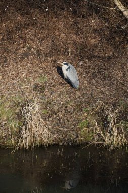 Şubat ayında Wuhle Nehri kıyısına tünemiş gri balıkçıl Ardea cinerea. Ardea cinerea balıkçılgiller (Ardeidae) familyasından yırtıcı bir kuş türü. Berlin, Almanya, Avrupa. 