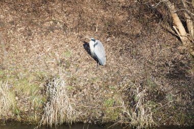 Şubat ayında Wuhle Nehri kıyısına tünemiş gri balıkçıl Ardea cinerea. Ardea cinerea balıkçılgiller (Ardeidae) familyasından yırtıcı bir kuş türü. Berlin, Almanya, Avrupa. 