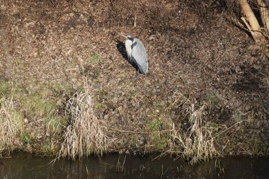Şubat ayında Wuhle Nehri kıyısına tünemiş gri balıkçıl Ardea cinerea. Ardea cinerea balıkçılgiller (Ardeidae) familyasından yırtıcı bir kuş türü. Berlin, Almanya, Avrupa. 
