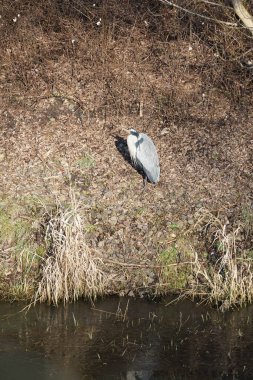Şubat ayında Wuhle Nehri kıyısına tünemiş gri balıkçıl Ardea cinerea. Ardea cinerea balıkçılgiller (Ardeidae) familyasından yırtıcı bir kuş türü. Berlin, Almanya, Avrupa. 