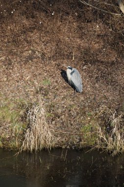 Şubat ayında Wuhle Nehri kıyısına tünemiş gri balıkçıl Ardea cinerea. Ardea cinerea balıkçılgiller (Ardeidae) familyasından yırtıcı bir kuş türü. Berlin, Almanya, Avrupa. 