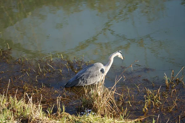 Gri balıkçıl, Ardea cinerea, Şubat ayında Wuhle Nehri 'nde avlanıyor. Ardea cinerea balıkçılgiller (Ardeidae) familyasından yırtıcı bir kuş türü. Berlin, Almanya, Avrupa. 