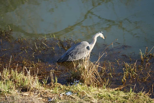 Gri balıkçıl, Ardea cinerea, Şubat ayında Wuhle Nehri 'nde avlanıyor. Ardea cinerea balıkçılgiller (Ardeidae) familyasından yırtıcı bir kuş türü. Berlin, Almanya, Avrupa. 