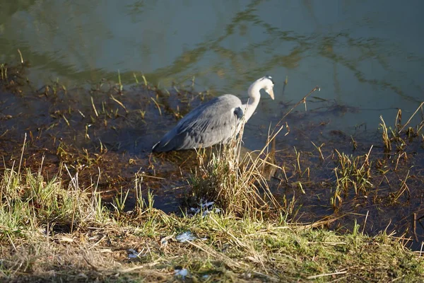 Gri balıkçıl, Ardea cinerea, Şubat ayında Wuhle Nehri 'nde avlanıyor. Ardea cinerea balıkçılgiller (Ardeidae) familyasından yırtıcı bir kuş türü. Berlin, Almanya, Avrupa. 