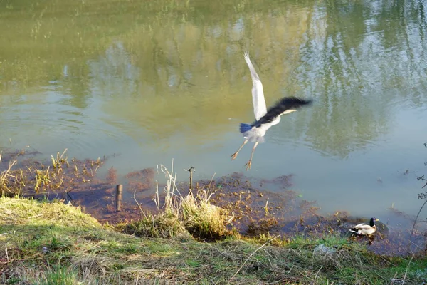 Gri balıkçıl, Ardea cinerea, Şubat ayında erkek bir yaban ördeği olan Anas platyrhynchos ile Wuhle Nehri üzerinde uçar. Gri balıkçıl, balıkçılgiller (Ardeidae) familyasından yırtıcı bir kuş türü. Berlin, Almanya, Avrupa.