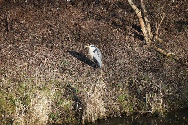 Şubat ayında Wuhle Nehri kıyısına tünemiş gri balıkçıl Ardea cinerea. Ardea cinerea balıkçılgiller (Ardeidae) familyasından yırtıcı bir kuş türü. Berlin, Almanya, Avrupa. 