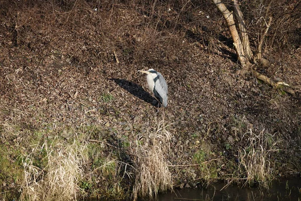 Şubat ayında Wuhle Nehri kıyısına tünemiş gri balıkçıl Ardea cinerea. Ardea cinerea balıkçılgiller (Ardeidae) familyasından yırtıcı bir kuş türü. Berlin, Almanya, Avrupa. 