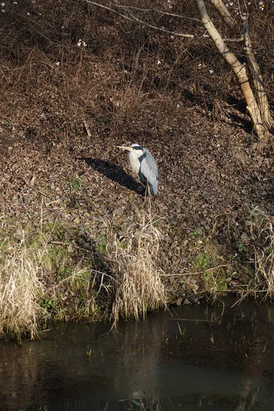 Şubat ayında Wuhle Nehri kıyısına tünemiş gri balıkçıl Ardea cinerea. Ardea cinerea balıkçılgiller (Ardeidae) familyasından yırtıcı bir kuş türü. Berlin, Almanya, Avrupa. 