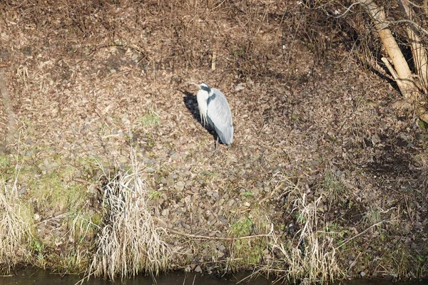 Şubat ayında Wuhle Nehri kıyısına tünemiş gri balıkçıl Ardea cinerea. Ardea cinerea balıkçılgiller (Ardeidae) familyasından yırtıcı bir kuş türü. Berlin, Almanya, Avrupa. 