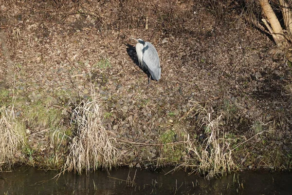 Şubat ayında Wuhle Nehri kıyısına tünemiş gri balıkçıl Ardea cinerea. Ardea cinerea balıkçılgiller (Ardeidae) familyasından yırtıcı bir kuş türü. Berlin, Almanya, Avrupa. 