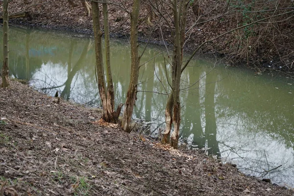 Şubat ayında Wuhle Nehri yakınlarındaki ağaçlar kunduzlar tarafından kemirildi. Avrasya kunduzu, Castor fiber veya Avrupa kunduzu, bir kunduz türüdür. Berlin, Almanya, Avrupa.