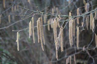 Corylus Avellana Şubat ayında çiçek açacak. Corylus avellana, huş ağacı (Betulaceae) familyasından bir bitki türü. Berlin, Almanya, Avrupa.     