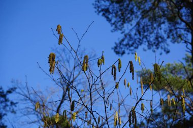 Corylus Avellana Şubat ayında çiçek açacak. Corylus avellana, huş ağacı (Betulaceae) familyasından bir bitki türü. Berlin, Almanya, Avrupa.     