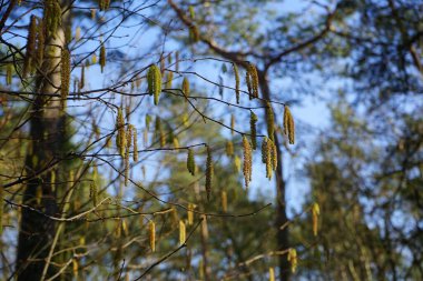 Corylus Avellana Şubat ayında çiçek açacak. Corylus avellana, huş ağacı (Betulaceae) familyasından bir bitki türü. Berlin, Almanya, Avrupa.     
