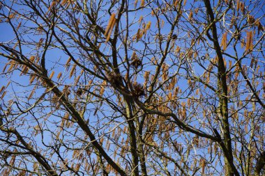 Şubat ayında meyve ve infloresans içeren Corylus colurna büyür. Corylus colurna, Türk fındığı veya Türk filetosu, yaprak döken bir ağaçtır. Berlin, Almanya, Avrupa.  
