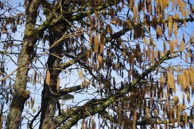 Şubat ayında meyve ve infloresans içeren Corylus colurna büyür. Corylus colurna, Türk fındığı veya Türk filetosu, yaprak döken bir ağaçtır. Berlin, Almanya, Avrupa.  