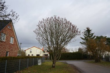 Rhus tifina ağacı Şubat 'ta büyüyor. Rhus typhina, Anacardiaceae familyasından bir bitki türü. Berlin, Almanya, Avrupa. 