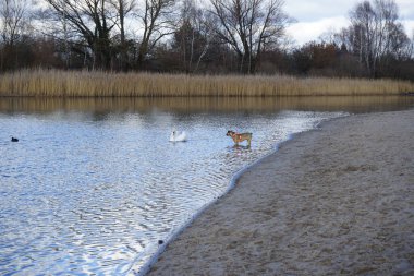 Şubat ayında Habermannsee yakınlarında sessiz bir kuğu, Cygnus olor ve Avrasyalı yardakçılar Fulica atra ile birlikte Kaulsdorfer Baggersee dinlenme alanında yürüyen bir dağ köpeği görülüyor. Dağ Köpeği çalışan bir köpek türüdür. Berlin, Almanya, Avrupa. 