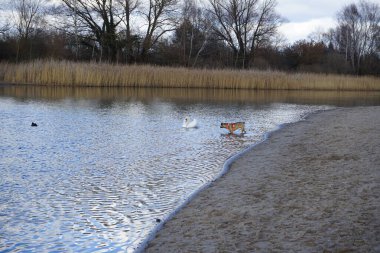 Şubat ayında Habermannsee yakınlarında sessiz bir kuğu, Cygnus olor ve Avrasyalı yardakçılar Fulica atra ile birlikte Kaulsdorfer Baggersee dinlenme alanında yürüyen bir dağ köpeği görülüyor. Dağ Köpeği çalışan bir köpek türüdür. Berlin, Almanya, Avrupa. 