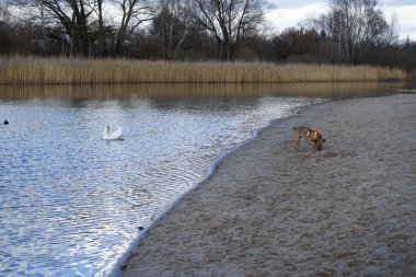 Şubat ayında Habermannsee yakınlarında sessiz bir kuğu, Cygnus olor ve Avrasyalı yardakçılar Fulica atra ile birlikte Kaulsdorfer Baggersee dinlenme alanında yürüyen bir dağ köpeği görülüyor. Dağ Köpeği çalışan bir köpek türüdür. Berlin, Almanya, Avrupa. 