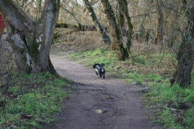 Şubat ayında Kaulsdorfer Baggersee dinlenme alanındaki ormanda bir Tibetli Terrier yürür. Tibet Teriyeri, Tibet kökenli orta büyüklükte bir köpek türüdür. Berlin, Almanya, Avrupa.