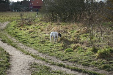Şubat ayında Kaulsdorfer Baggersee dinlenme bölgesinde Butzer See yakınlarında bir Endülüs Terrier köpeği yürür. Endülüs Teriyeri, Ratonero Bodeguero Andaluz ya da Sherry Terrier, Bodeguero Jerezano, İspanyol bir teriyer türüdür. Berlin. 