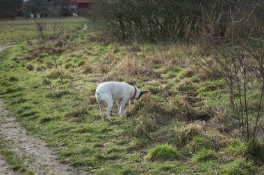 Şubat ayında Kaulsdorfer Baggersee dinlenme bölgesinde Butzer See yakınlarında bir Endülüs Terrier köpeği yürür. Endülüs Teriyeri, Ratonero Bodeguero Andaluz ya da Sherry Terrier, Bodeguero Jerezano, İspanyol bir teriyer türüdür. Berlin. 