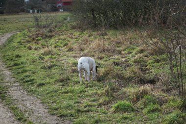 Şubat ayında Kaulsdorfer Baggersee dinlenme bölgesinde Butzer See yakınlarında bir Endülüs Terrier köpeği yürür. Endülüs Teriyeri, Ratonero Bodeguero Andaluz ya da Sherry Terrier, Bodeguero Jerezano, İspanyol bir teriyer türüdür. Berlin. 