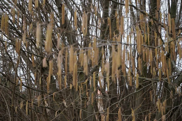 Corylus Avellana Şubat ayında çiçek açacak. Corylus avellana, huş ağacı (Betulaceae) familyasından bir bitki türü. Berlin, Almanya, Avrupa.     