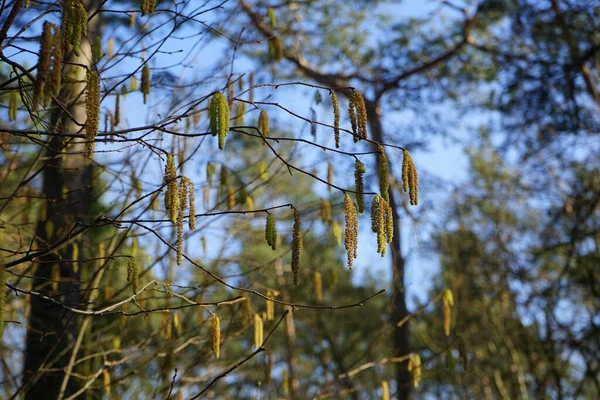 Corylus Avellana Şubat ayında çiçek açacak. Corylus avellana, huş ağacı (Betulaceae) familyasından bir bitki türü. Berlin, Almanya, Avrupa.     
