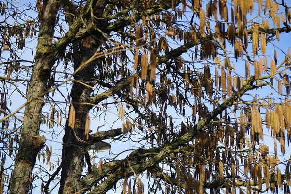 Şubat ayında meyve ve infloresans içeren Corylus colurna büyür. Corylus colurna, Türk fındığı veya Türk filetosu, yaprak döken bir ağaçtır. Berlin, Almanya, Avrupa.  